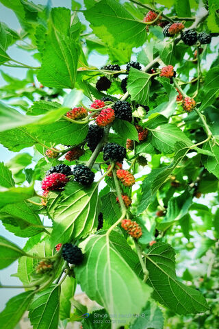 Bountiful Mulberry Harvest 🍇🌿