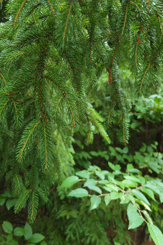 Lush Greenery in the Fo..