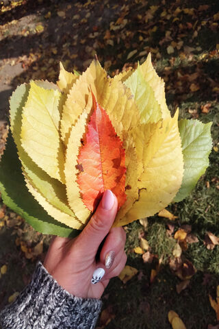 Autumn's Colorful Bouqu..