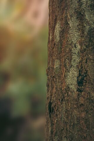 Nature's Textured Canva..