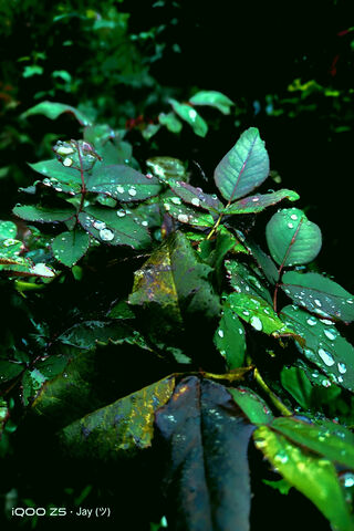 Whispers of the Rainfor..