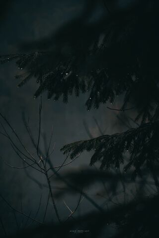 Enchanted Forest Drops ..