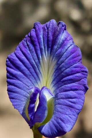 Stunning Blue Butterfly..