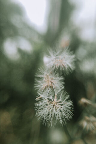 Natural Flower Nature B..