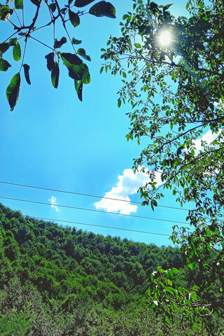 Serenity in the Green