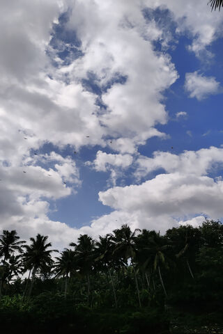 Serene Tropical Sky 🌴☁️
