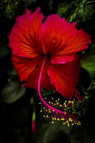 Vibrant Hibiscus Blosso..