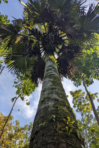 Majestic Palm Tree 🌴✨