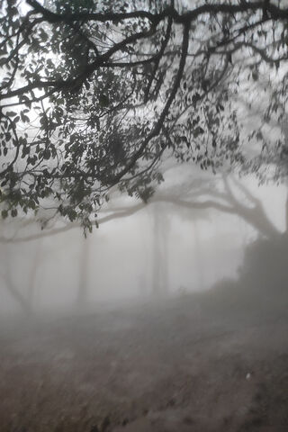Enchanted Mist 🌫️🌳