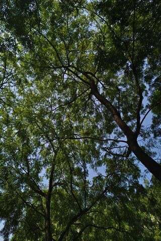 Nature's Canopy 🌳☀️
