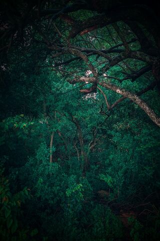 Nature