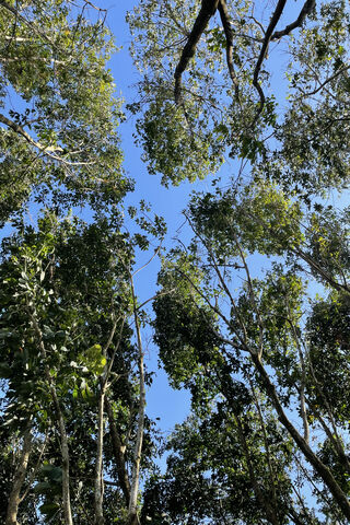 NATURE TREE PEACE GREE