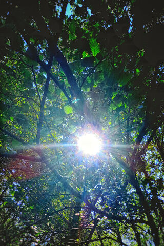 Sunlight Through the Ca..