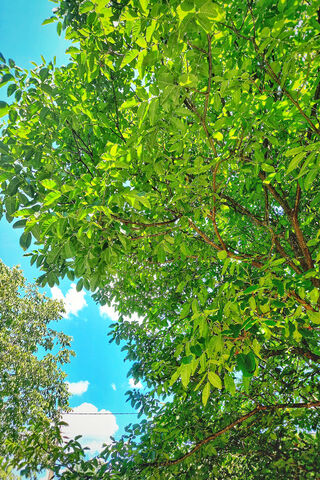 Lush Green Canopy 🌳☀️