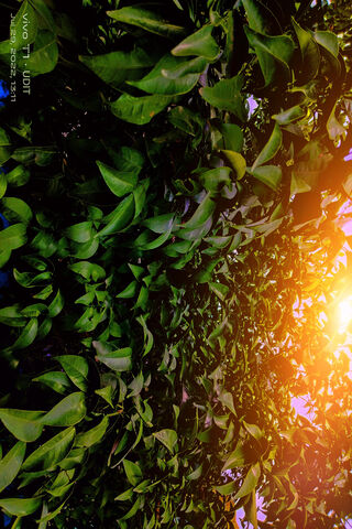 Nature