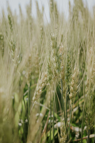 Golden Fields of Wheat ..