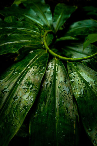 Lush Green Serenity 🌿💧