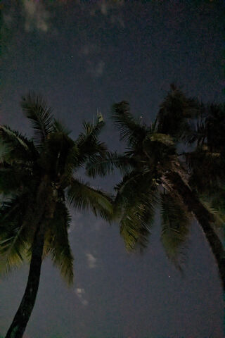 Nighttime Palm Serenity..