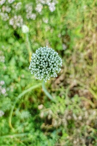 Nature's Tiny Wonder 🌼