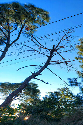 Nature's Resilience 🌳✨