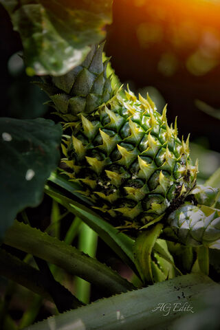 Pineapple 4K
