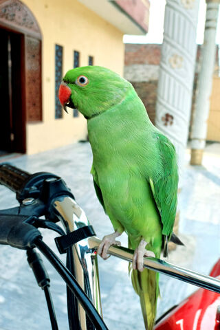 Perrott