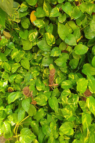 Lush Greenery 🌿✨