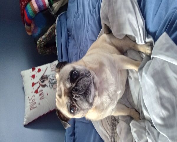 Cozy Pug on a Bed 🐾❤️
