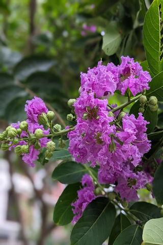 Purple Folwer