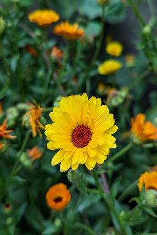 Golden Blooms: A Celebr..
