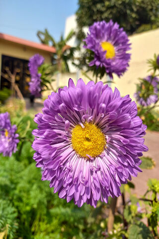 Vibrant Purple Blossom ..