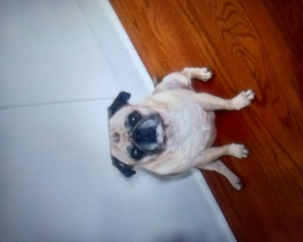 Pug