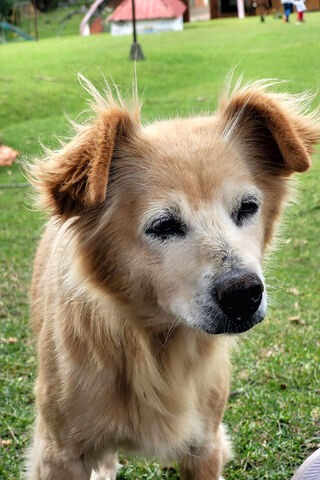 Adorable Senior Pup 🐾