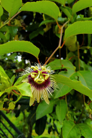 Passion Fruit Flower