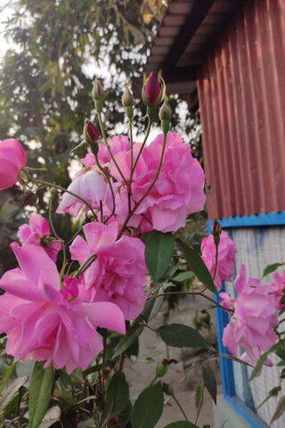 Blooming Beauty 🌸