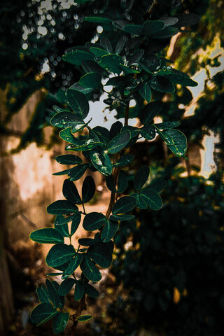 Lush Green Serenity 🌿✨