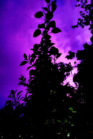 Enchanted Twilight 🌌🌿