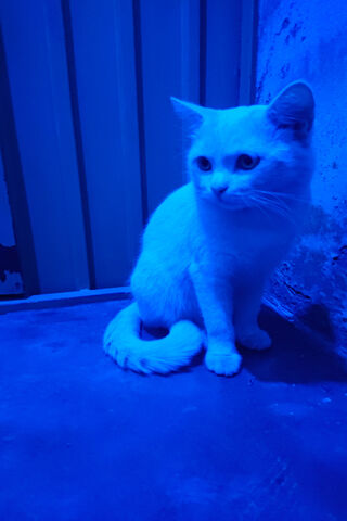 Persion White Cat