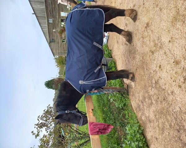 Cozy Horse in a Stylish..