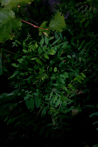 Lush Greenery 🌿✨