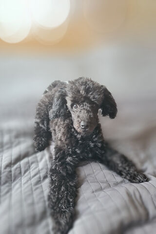 Adorable Poodle Pup 🐶✨