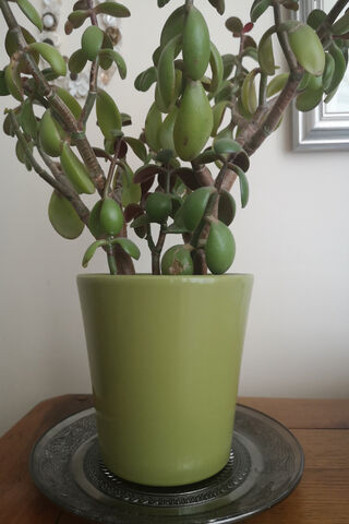 Lush Green Jade Plant 🌿