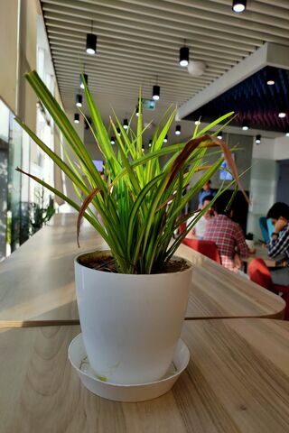 Plant