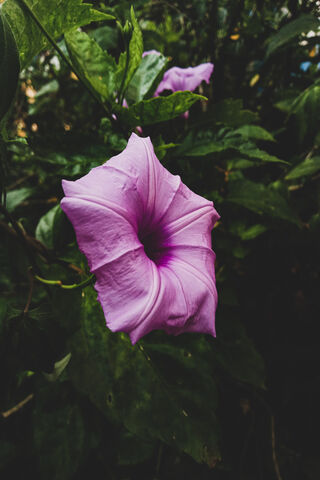 Enchanting Purple Bloom..