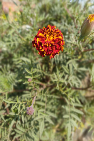 Vibrant Marigold Bloom ..