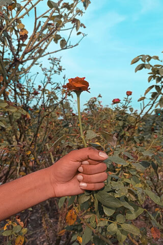 Rose