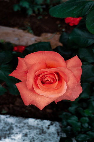Radiant Rose: Nature's ..