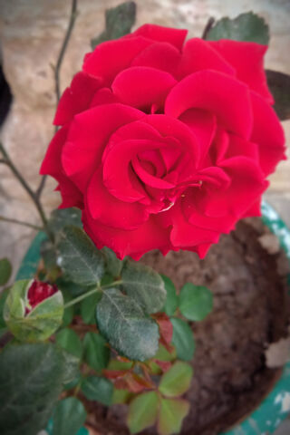 Radiant Red Rose 🌹