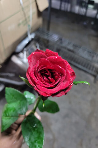 Dewy Red Rose 🌹✨