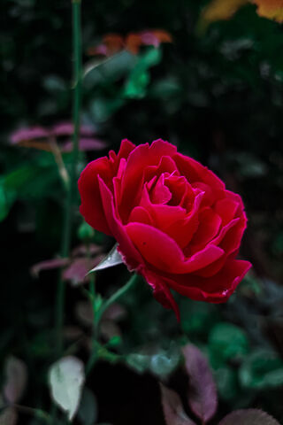 Rose Flower009